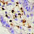 Cells showing presence of Macrophages