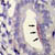 Cells showing presence of Integrins (adhesion molecule)