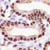 Cells showing presence of p27