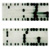 Gel Photograph showing DNA Paternity testing