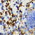 Cells showing Natural Killer (NK) cells activity