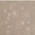 Cell Culture for Endothelial Progenitor cells at Day 10