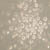 Cell Culture for Mesenchymal stem cells at Day 16