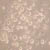 Cell Culture for Mesenchymal stem cells at Day 21